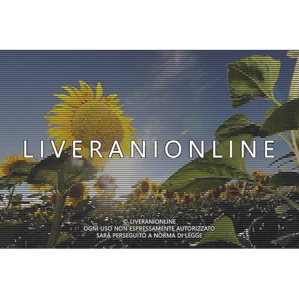 (120810) -- QAPQAL, Aug. 10, 2012 () -- Photo taken on Aug. 7, 2012 shows blooming sunflowers in Qapqal Xibe Autonomous County of northwest China\'s Xinjiang Uygur Autonomous Region. Beautiful sunflowers attracted tourists from near and far. (/Sadat) ©PHOTOSHOT/Agenzia Aldo Liverani Sas - ITALY ONLY - CAMPI DI GIRASOLI IN FIORE A QAPQAL, CINA 10 agosto 2012