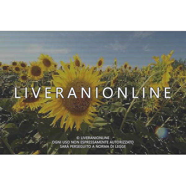 (120810) -- QAPQAL, Aug. 10, 2012 () -- Photo taken on Aug. 7, 2012 shows blooming sunflowers in Qapqal Xibe Autonomous County of northwest China\'s Xinjiang Uygur Autonomous Region. Beautiful sunflowers attracted tourists from near and far. (/Sadat) ©PHOTOSHOT/Agenzia Aldo Liverani Sas - ITALY ONLY - CAMPI DI GIRASOLI IN FIORE A QAPQAL, CINA 10 agosto 2012