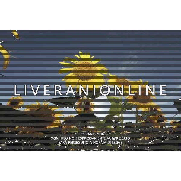 (120810) -- QAPQAL, Aug. 10, 2012 () -- Photo taken on Aug. 7, 2012 shows blooming sunflowers in Qapqal Xibe Autonomous County of northwest China\'s Xinjiang Uygur Autonomous Region. Beautiful sunflowers attracted tourists from near and far. (/Sadat) ©PHOTOSHOT/Agenzia Aldo Liverani Sas - ITALY ONLY - CAMPI DI GIRASOLI IN FIORE A QAPQAL, CINA 10 agosto 2012