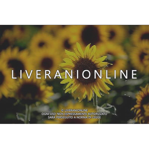 (120810) -- QAPQAL, Aug. 10, 2012 () -- Photo taken on Aug. 7, 2012 shows blooming sunflowers in Qapqal Xibe Autonomous County of northwest China\'s Xinjiang Uygur Autonomous Region. Beautiful sunflowers attracted tourists from near and far. (/Sadat) ©PHOTOSHOT/Agenzia Aldo Liverani Sas - ITALY ONLY - CAMPI DI GIRASOLI IN FIORE A QAPQAL, CINA 10 agosto 2012