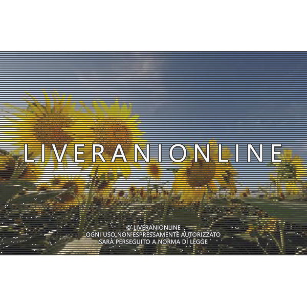 (120810) -- QAPQAL, Aug. 10, 2012 () -- Photo taken on Aug. 7, 2012 shows blooming sunflowers in Qapqal Xibe Autonomous County of northwest China\'s Xinjiang Uygur Autonomous Region. Beautiful sunflowers attracted tourists from near and far. (/Sadat) ©PHOTOSHOT/Agenzia Aldo Liverani Sas - ITALY ONLY - CAMPI DI GIRASOLI IN FIORE A QAPQAL, CINA 10 agosto 2012