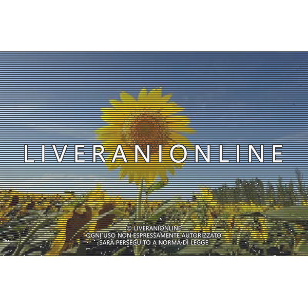 (120810) -- QAPQAL, Aug. 10, 2012 () -- Photo taken on Aug. 7, 2012 shows blooming sunflowers in Qapqal Xibe Autonomous County of northwest China\'s Xinjiang Uygur Autonomous Region. Beautiful sunflowers attracted tourists from near and far. (/Sadat) ©PHOTOSHOT/Agenzia Aldo Liverani Sas - ITALY ONLY - CAMPI DI GIRASOLI IN FIORE A QAPQAL, CINA 10 agosto 2012