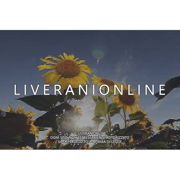 (120810) -- QAPQAL, Aug. 10, 2012 () -- Photo taken on Aug. 7, 2012 shows blooming sunflowers in Qapqal Xibe Autonomous County of northwest China\'s Xinjiang Uygur Autonomous Region. Beautiful sunflowers attracted tourists from near and far. (/Sadat) ©PHOTOSHOT/Agenzia Aldo Liverani Sas - ITALY ONLY - CAMPI DI GIRASOLI IN FIORE A QAPQAL, CINA 10 agosto 2012