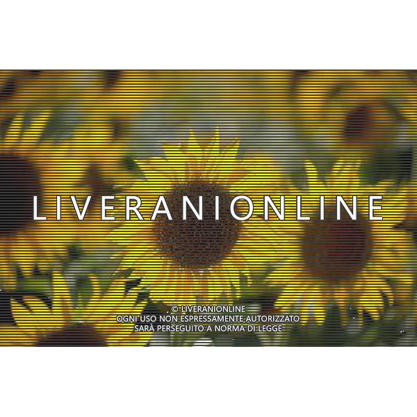 (120810) -- QAPQAL, Aug. 10, 2012 () -- Photo taken on Aug. 7, 2012 shows blooming sunflowers in Qapqal Xibe Autonomous County of northwest China\'s Xinjiang Uygur Autonomous Region. Beautiful sunflowers attracted tourists from near and far. (/Sadat) ©PHOTOSHOT/Agenzia Aldo Liverani Sas - ITALY ONLY - CAMPI DI GIRASOLI IN FIORE A QAPQAL, CINA 10 agosto 2012