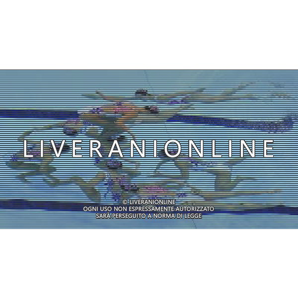 (120810) -- LONDON, Aug. 10, 2012 () -- Members of the Chinese team perform during women\'s Synchronised Swimming teams free routine competition, at London 2012 Olympic Games in London, Britain, on August 10, 2012. The Chinese team won silver medal. (/Ren Zhenglai) (nxl) ©photoshot/Agenzia Aldo Liverani Sas - ITALY ONLY - GIOCHI OLIMPICI, OLIMPIADI LONDRA 2012