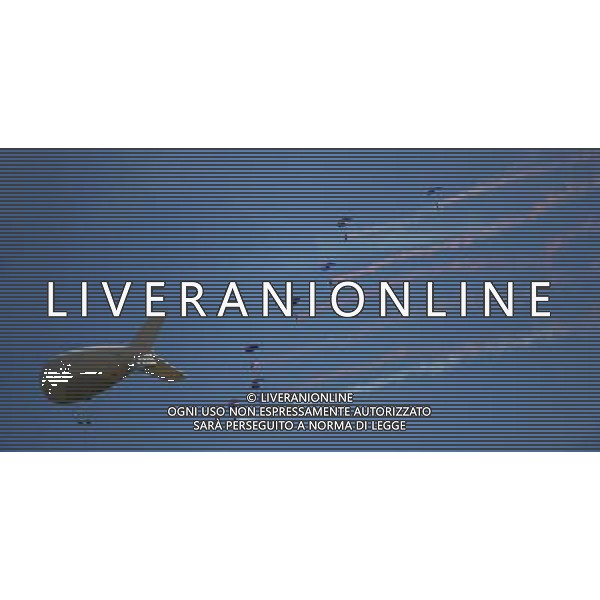 (120811) -- LONDON, Aug. 11, 2012 () -- Paratroopers perform after women\'s Cross-country competition of Cycling Mountain Bike event, at London 2012 Olympic Games in London, Britain, on August 11, 2012. Julie Bresset of France won gold medal. (/Li Ga) (nxl) ©PHOTOSHOT/Agenzia Aldo Liverani Sas - ITALY ONLY - GIOCHI OLIMPICI, OLIMPIADI LONDRA 2012