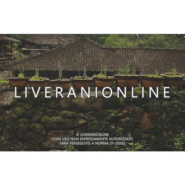 (120813) -- WENZHOU, Aug. 13, 2012 () -- Photo taken on Aug. 11, 2012 shows the plants on the stone wall in Linkeng Village of Yongjia County in Wenzhou, east China\'s Zhejiang Province. (/Zheng Yue) (mp) ©photoshot/AGENZIA ALDO LIVERANI SAS - ITALY ONLY - Veduta panoramica del vecchio Villaggio Linkeng di Yongjia County a Wenzhou, Cina orientale della provincia di Zhejiang. 13/08/2012