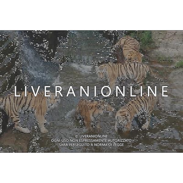 (120813) -- DALIAN, Aug. 13, 2012 () -- Tigers rest in the water to avoid a sustained hot weather in Dalian Forest Zoo of Dalian City, northeast China\'s Liaoning Province, Aug. 13, 2012. (/Yan Ping) (lx) ©photoshot/AGENZIA ALDO LIVERANI SAS - ITALY ONLY - TIGRI - Gli animali vengono rinfrescati dopo il grande caldo nello zoo foresta della citta\' di Dalian, Liaoning nord-est della Cina Provincia, 13 Agosto 2012.