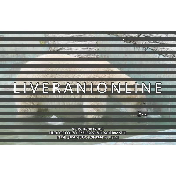 (120813) -- DALIAN, Aug. 13, 2012 () -- A polar bear eats an ice cake to avoid a sustained hot weather in Dalian Forest Zoo of Dalian City, northeast China\'s Liaoning Province, Aug. 13, 2012. (/Yan Ping) (lx) ©photoshot/AGENZIA ALDO LIVERANI SAS - ITALY ONLY - ORSO BIANCO POLARE - Gli animali vengono rinfrescati dopo il grande caldo nello zoo foresta della citta\' di Dalian, Liaoning nord-est della Cina Provincia, 13 Agosto 2012.