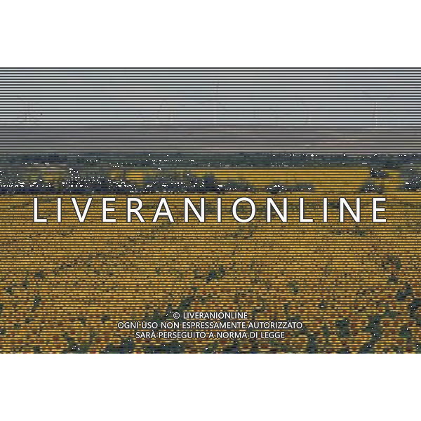 (120817) -- BURQIN, Aug. 17, 2012 () -- Photo taken on Aug. 17, 2012 shows a distant view of sunflowers in a field in Burqin County, northwest China\'s Xinjiang Uygur Autonomous Region. More than 200 mu, about 13.3 hectares of sunflowers have been planted in Xiaokang Village of Burqin County, attracting many tourists. (/Zhao Ge) (gjh) ©PHOTOSHOT/Agenzia Aldo Liverani Sas - ITALY ONLY - CAMPI DI GIRASOLI IN FIORE IN CINA