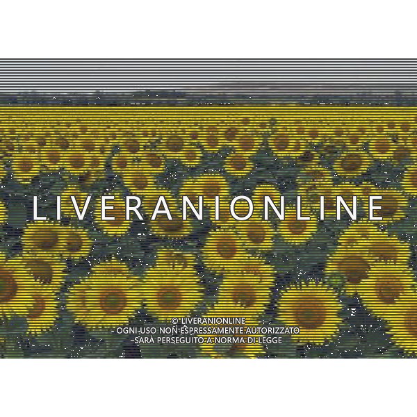 (120817) -- BURQIN, Aug. 17, 2012 () -- Photo taken on Aug. 17, 2012 shows sunflowers in a field in Burqin County, northwest China\'s Xinjiang Uygur Autonomous Region. More than 200 mu, about 13.3 hectares of sunflowers have been planted in Xiaokang Village of Burqin County, attracting many tourists. (/Zhao Ge) (gjh) ©PHOTOSHOT/Agenzia Aldo Liverani Sas - ITALY ONLY - CAMPI DI GIRASOLI IN FIORE IN CINA