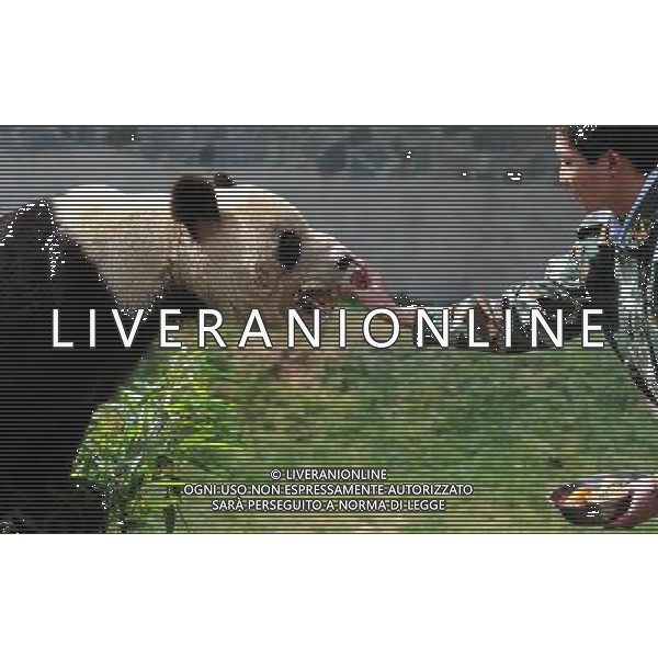 (120822) -- KUNMING, Aug. 22, 2012 () -- A zoo keeper feeds giant panda \'Mei Xi\' in the Yunnan Safari Park in Kunming, capital of southwest China\'s Yunnan Province, Aug. 12, 2012. Three giant pandas were brought here from southwest China\'s Sichuan Province after the Wenchuan Earthquake in 2008. One of the three giant pandas \'Qian Qian\' returned home in July and two others stayed here at the requests of people in Yunnan. (/Lin Yiguang) (cl) ©photoshot/AGENZIA ALDO LIVERANI SAS - ITALY ONLY - L\'orso panda gigante nello zoo Safari Park di Yunnan Kunming, capitale della Cina sud-occidentale della provincia dello Yunnan, 12 Agosto 2012.