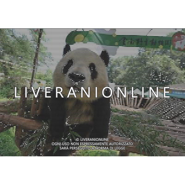(120822) -- KUNMING, Aug. 22, 2012 () -- Giant panda \'Si Jia\' plays in the Yunnan Safari Park in Kunming, capital of southwest China\'s Yunnan Province, Aug. 12, 2012. Three giant pandas were brought here from southwest China\'s Sichuan Province after the Wenchuan Earthquake in 2008. One of the three giant pandas \'Qian Qian\' returned home in July and two others stayed here at the requests of people in Yunnan. (/Lin Yiguang) (cl) ©photoshot/AGENZIA ALDO LIVERANI SAS - ITALY ONLY - L\'orso panda gigante nello zoo Safari Park di Yunnan Kunming, capitale della Cina sud-occidentale della provincia dello Yunnan, 12 Agosto 2012.