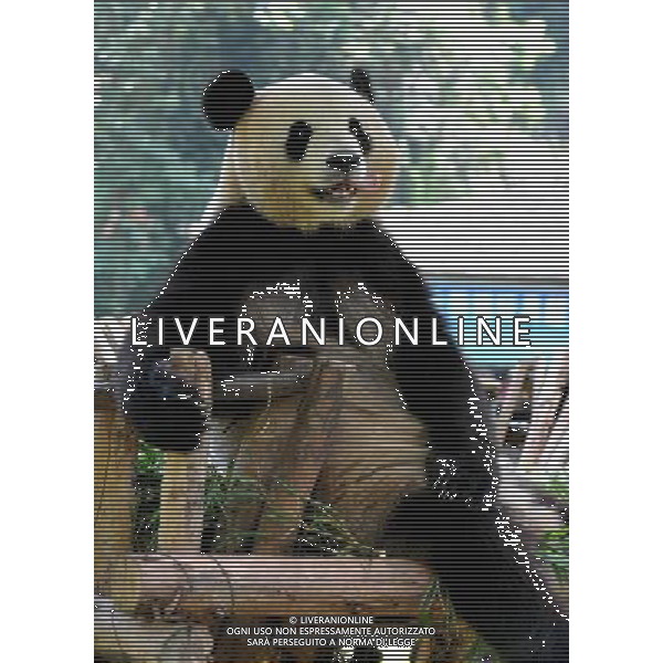 (120822) -- KUNMING, Aug. 22, 2012 () -- Giant panda \'Si Jia\' rests in the Yunnan Safari Park in Kunming, capital of southwest China\'s Yunnan Province, Aug. 12, 2012. Three giant pandas were brought here from southwest China\'s Sichuan Province after the Wenchuan Earthquake in 2008. One of the three giant pandas \'Qian Qian\' returned home in July and two others stayed here at the requests of people in Yunnan. (/Lin Yiguang) (cl) ©photoshot/AGENZIA ALDO LIVERANI SAS - ITALY ONLY - L\'orso panda gigante nello zoo Safari Park di Yunnan Kunming, capitale della Cina sud-occidentale della provincia dello Yunnan, 12 Agosto 2012.