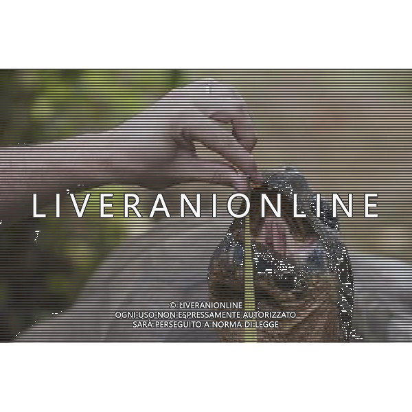 Dirk, a giant tortoise is being measured during the Annual weigh-in at ZSL London Zoo. Responsible for more than 16,000 animals, ZSL London Zooês keepers spend hours throughout the year recording the heights and weights of each and every animal, including penguins, meerkats, lions and owls. The measurements are then recorded into the Zoological Information Management System (ZIMS), where they can be shared with zoos across the world, which zoologists use to compare information on thousands of endangered species. ©photoshot/AGENZIA ALDO LIVERANI SAS - ITALY ONLY - Annuale operazione di pesatura e misurazione degli animali dello zoo di Londra 22 agosto 2012, Inghilterra necessario per essere registrati. Le misure sono raccolte nel sistema zoologico di gestione delle informazioni, per confrontare i dati su migliaia di specie in via di estinzione.