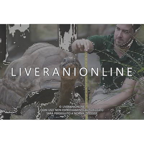 Dirk, a giant tortoise is being measured during the Annual weigh-in at ZSL London Zoo. Responsible for more than 16,000 animals, ZSL London Zooês keepers spend hours throughout the year recording the heights and weights of each and every animal, including penguins, meerkats, lions and owls. The measurements are then recorded into the Zoological Information Management System (ZIMS), where they can be shared with zoos across the world, which zoologists use to compare information on thousands of endangered species. ©photoshot/AGENZIA ALDO LIVERANI SAS - ITALY ONLY - Annuale operazione di pesatura e misurazione degli animali dello zoo di Londra 22 agosto 2012, Inghilterra necessario per essere registrati. Le misure sono raccolte nel sistema zoologico di gestione delle informazioni, per confrontare i dati su migliaia di specie in via di estinzione.