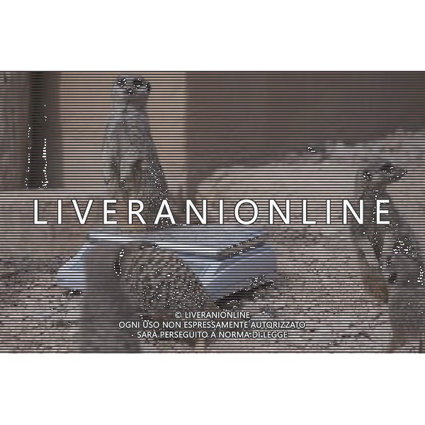 Meerkats are being weighed during the Annual weigh-in at ZSL London Zoo. Responsible for more than 16,000 animals, ZSL London ZooÍs keepers spend hours throughout the year recording the heights and weights of each and every animal, including penguins, meerkats, lions and owls. The measurements are then recorded into the Zoological Information Management System (ZIMS), where they can be shared with zoos across the world, which zoologists use to compare information on thousands of endangered species. ©photoshot/AGENZIA ALDO LIVERANI SAS - ITALY ONLY - Annuale operazione di pesatura e misurazione degli animali dello zoo di Londra 22 agosto 2012, Inghilterra necessario per essere registrati. Le misure sono raccolte nel sistema zoologico di gestione delle informazioni, per confrontare i dati su migliaia di specie in via di estinzione.