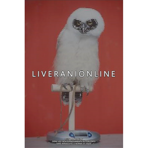 Elton, a spectacled owl is being weighed and measured during the Annual weigh-in at ZSL London Zoo. Responsible for more than 16,000 animals, ZSL London Zooês keepers spend hours throughout the year recording the heights and weights of each and every animal, including penguins, meerkats, lions and owls. The measurements are then recorded into the Zoological Information Management System (ZIMS), where they can be shared with zoos across the world, which zoologists use to compare information on thousands of endangered species. ©photoshot/AGENZIA ALDO LIVERANI SAS - ITALY ONLY - Annuale operazione di pesatura e misurazione degli animali dello zoo di Londra 22 agosto 2012, Inghilterra necessario per essere registrati. Le misure sono raccolte nel sistema zoologico di gestione delle informazioni, per confrontare i dati su migliaia di specie in via di estinzione.