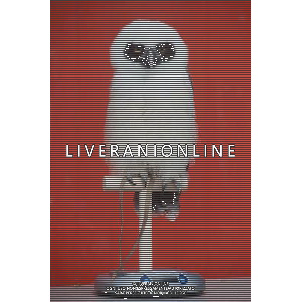 Elton, a spectacled owl is being weighed and measured during the Annual weigh-in at ZSL London Zoo. Responsible for more than 16,000 animals, ZSL London Zooês keepers spend hours throughout the year recording the heights and weights of each and every animal, including penguins, meerkats, lions and owls. The measurements are then recorded into the Zoological Information Management System (ZIMS), where they can be shared with zoos across the world, which zoologists use to compare information on thousands of endangered species. ©photoshot/AGENZIA ALDO LIVERANI SAS - ITALY ONLY - Annuale operazione di pesatura e misurazione degli animali dello zoo di Londra 22 agosto 2012, Inghilterra necessario per essere registrati. Le misure sono raccolte nel sistema zoologico di gestione delle informazioni, per confrontare i dati su migliaia di specie in via di estinzione.