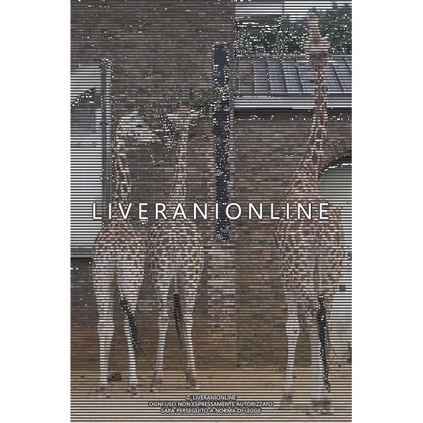 Giraffes eats while being measured during the Annual weigh-in at ZSL London Zoo. Responsible for more than 16,000 animals, ZSL London Zooês keepers spend hours throughout the year recording the heights and weights of each and every animal, including penguins, meerkats, lions and owls. The measurements are then recorded into the Zoological Information Management System (ZIMS), where they can be shared with zoos across the world, which zoologists use to compare information on thousands of endangered species. ©photoshot/AGENZIA ALDO LIVERANI SAS - ITALY ONLY - Annuale operazione di pesatura e misurazione degli animali dello zoo di Londra 22 agosto 2012, Inghilterra necessario per essere registrati. Le misure sono raccolte nel sistema zoologico di gestione delle informazioni, per confrontare i dati su migliaia di specie in via di estinzione.