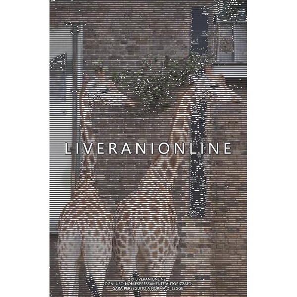 Giraffes eats while being measured during the Annual weigh-in at ZSL London Zoo. Responsible for more than 16,000 animals, ZSL London Zooês keepers spend hours throughout the year recording the heights and weights of each and every animal, including penguins, meerkats, lions and owls. The measurements are then recorded into the Zoological Information Management System (ZIMS), where they can be shared with zoos across the world, which zoologists use to compare information on thousands of endangered species. ©photoshot/AGENZIA ALDO LIVERANI SAS - ITALY ONLY - Annuale operazione di pesatura e misurazione degli animali dello zoo di Londra 22 agosto 2012, Inghilterra necessario per essere registrati. Le misure sono raccolte nel sistema zoologico di gestione delle informazioni, per confrontare i dati su migliaia di specie in via di estinzione.