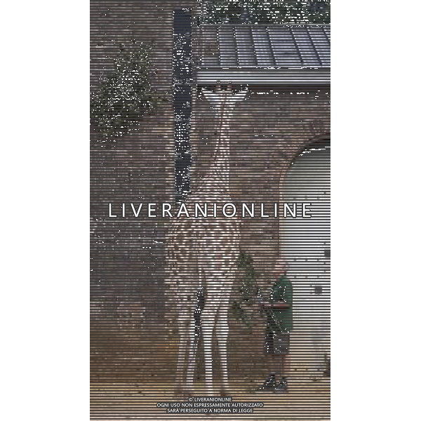 Giraffes eats while being measured during the Annual weigh-in at ZSL London Zoo. Responsible for more than 16,000 animals, ZSL London Zooês keepers spend hours throughout the year recording the heights and weights of each and every animal, including penguins, meerkats, lions and owls. The measurements are then recorded into the Zoological Information Management System (ZIMS), where they can be shared with zoos across the world, which zoologists use to compare information on thousands of endangered species. ©photoshot/AGENZIA ALDO LIVERANI SAS - ITALY ONLY - Annuale operazione di pesatura e misurazione degli animali dello zoo di Londra 22 agosto 2012, Inghilterra necessario per essere registrati. Le misure sono raccolte nel sistema zoologico di gestione delle informazioni, per confrontare i dati su migliaia di specie in via di estinzione.