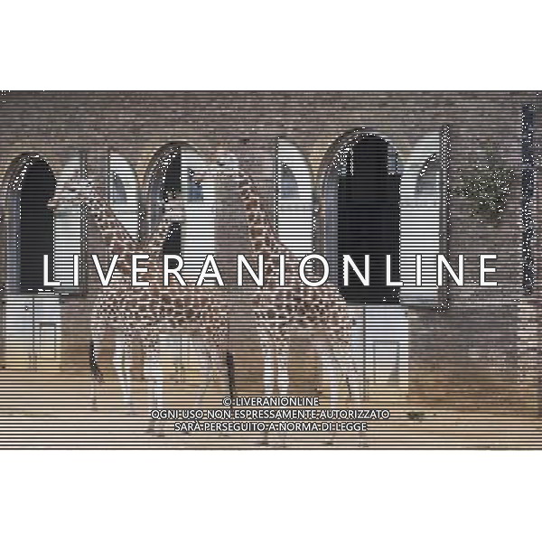 Giraffes awaits being measured during the Annual weigh-in at ZSL London Zoo. Responsible for more than 16,000 animals, ZSL London Zooês keepers spend hours throughout the year recording the heights and weights of each and every animal, including penguins, meerkats, lions and owls. The measurements are then recorded into the Zoological Information Management System (ZIMS), where they can be shared with zoos across the world, which zoologists use to compare information on thousands of endangered species. ©photoshot/AGENZIA ALDO LIVERANI SAS - ITALY ONLY - Annuale operazione di pesatura e misurazione degli animali dello zoo di Londra 22 agosto 2012, Inghilterra necessario per essere registrati. Le misure sono raccolte nel sistema zoologico di gestione delle informazioni, per confrontare i dati su migliaia di specie in via di estinzione.
