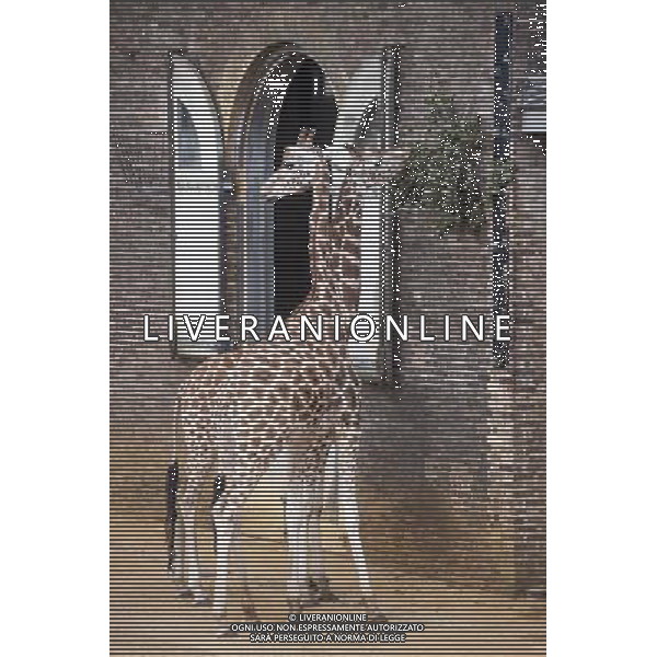 Giraffes eats while being measured during the Annual weigh-in at ZSL London Zoo. Responsible for more than 16,000 animals, ZSL London Zooês keepers spend hours throughout the year recording the heights and weights of each and every animal, including penguins, meerkats, lions and owls. The measurements are then recorded into the Zoological Information Management System (ZIMS), where they can be shared with zoos across the world, which zoologists use to compare information on thousands of endangered species. ©photoshot/AGENZIA ALDO LIVERANI SAS - ITALY ONLY - Annuale operazione di pesatura e misurazione degli animali dello zoo di Londra 22 agosto 2012, Inghilterra necessario per essere registrati. Le misure sono raccolte nel sistema zoologico di gestione delle informazioni, per confrontare i dati su migliaia di specie in via di estinzione.