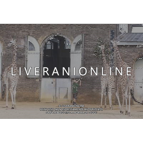 Giraffes are awaits to be measured during the Annual weigh-in at ZSL London Zoo. Responsible for more than 16,000 animals, ZSL London Zooês keepers spend hours throughout the year recording the heights and weights of each and every animal, including penguins, meerkats, lions and owls. The measurements are then recorded into the Zoological Information Management System (ZIMS), where they can be shared with zoos across the world, which zoologists use to compare information on thousands of endangered species. ©photoshot/AGENZIA ALDO LIVERANI SAS - ITALY ONLY - Annuale operazione di pesatura e misurazione degli animali dello zoo di Londra 22 agosto 2012, Inghilterra necessario per essere registrati. Le misure sono raccolte nel sistema zoologico di gestione delle informazioni, per confrontare i dati su migliaia di specie in via di estinzione.