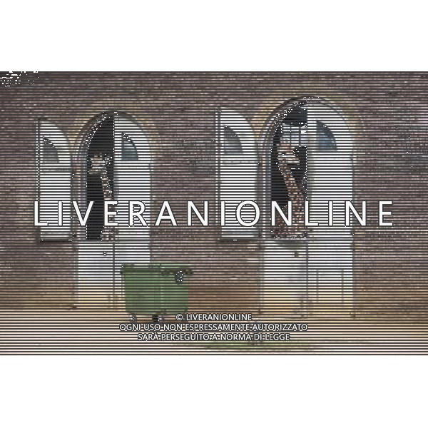 Giraffes are awaits to be measured during the Annual weigh-in at ZSL London Zoo. Responsible for more than 16,000 animals, ZSL London Zooês keepers spend hours throughout the year recording the heights and weights of each and every animal, including penguins, meerkats, lions and owls. The measurements are then recorded into the Zoological Information Management System (ZIMS), where they can be shared with zoos across the world, which zoologists use to compare information on thousands of endangered species. ©photoshot/AGENZIA ALDO LIVERANI SAS - ITALY ONLY - Annuale operazione di pesatura e misurazione degli animali dello zoo di Londra 22 agosto 2012, Inghilterra necessario per essere registrati. Le misure sono raccolte nel sistema zoologico di gestione delle informazioni, per confrontare i dati su migliaia di specie in via di estinzione.