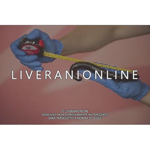 A giant African millipede is being measured during the Annual weigh-in at ZSL London Zoo. Responsible for more than 16,000 animals, ZSL London Zooês keepers spend hours throughout the year recording the heights and weights of each and every animal, including penguins, meerkats, lions and owls. The measurements are then recorded into the Zoological Information Management System (ZIMS), where they can be shared with zoos across the world, which zoologists use to compare information on thousands of endangered species. ©photoshot/AGENZIA ALDO LIVERANI SAS - ITALY ONLY - Annuale operazione di pesatura e misurazione degli animali dello zoo di Londra 22 agosto 2012, Inghilterra necessario per essere registrati. Le misure sono raccolte nel sistema zoologico di gestione delle informazioni, per confrontare i dati su migliaia di specie in via di estinzione.