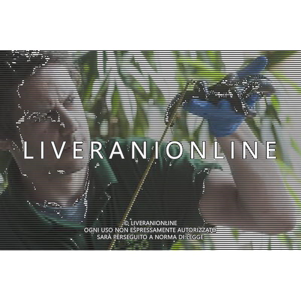 A giant African millipede is being measured during the Annual weigh-in at ZSL London Zoo. Responsible for more than 16,000 animals, ZSL London Zooês keepers spend hours throughout the year recording the heights and weights of each and every animal, including penguins, meerkats, lions and owls. The measurements are then recorded into the Zoological Information Management System (ZIMS), where they can be shared with zoos across the world, which zoologists use to compare information on thousands of endangered species. ©photoshot/AGENZIA ALDO LIVERANI SAS - ITALY ONLY - Annuale operazione di pesatura e misurazione degli animali dello zoo di Londra 22 agosto 2012, Inghilterra necessario per essere registrati. Le misure sono raccolte nel sistema zoologico di gestione delle informazioni, per confrontare i dati su migliaia di specie in via di estinzione.