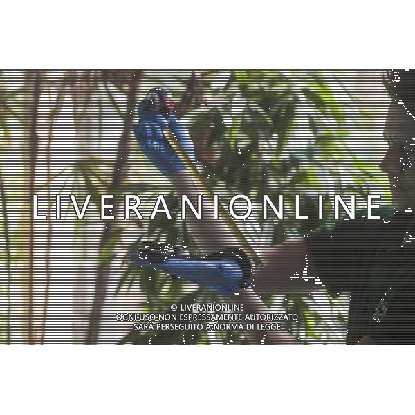 A giant African millipede is being measured during the Annual weigh-in at ZSL London Zoo. Responsible for more than 16,000 animals, ZSL London Zooês keepers spend hours throughout the year recording the heights and weights of each and every animal, including penguins, meerkats, lions and owls. The measurements are then recorded into the Zoological Information Management System (ZIMS), where they can be shared with zoos across the world, which zoologists use to compare information on thousands of endangered species. ©photoshot/AGENZIA ALDO LIVERANI SAS - ITALY ONLY - Annuale operazione di pesatura e misurazione degli animali dello zoo di Londra 22 agosto 2012, Inghilterra necessario per essere registrati. Le misure sono raccolte nel sistema zoologico di gestione delle informazioni, per confrontare i dati su migliaia di specie in via di estinzione.
