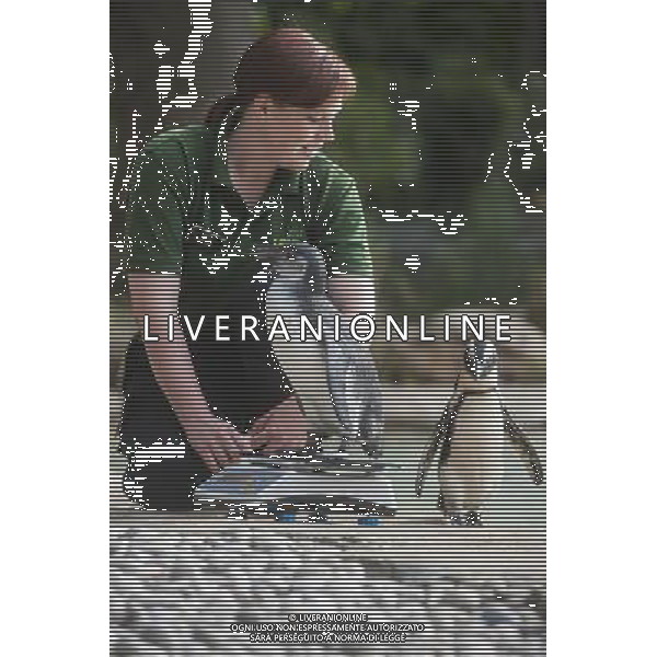 Penguins are being weighed and measured during the Annual weigh-in at ZSL London Zoo. Responsible for more than 16,000 animals, ZSL London Zooês keepers spend hours throughout the year recording the heights and weights of each and every animal, including penguins, meerkats, lions and owls. The measurements are then recorded into the Zoological Information Management System (ZIMS), where they can be shared with zoos across the world, which zoologists use to compare information on thousands of endangered species. ©photoshot/AGENZIA ALDO LIVERANI SAS - ITALY ONLY - Annuale operazione di pesatura e misurazione degli animali dello zoo di Londra 22 agosto 2012, Inghilterra necessario per essere registrati. Le misure sono raccolte nel sistema zoologico di gestione delle informazioni, per confrontare i dati su migliaia di specie in via di estinzione.