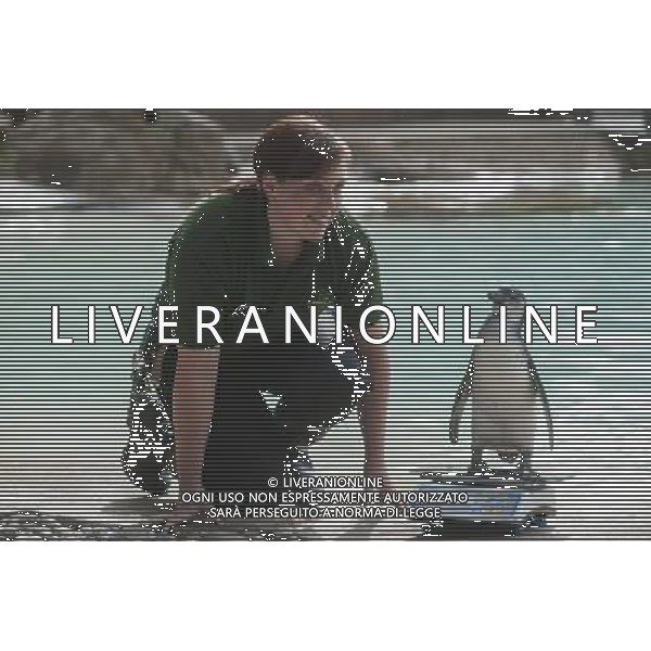 A penguin is being weighed and measured during the Annual weigh-in at ZSL London Zoo. Responsible for more than 16,000 animals, ZSL London ZooÍs keepers spend hours throughout the year recording the heights and weights of each and every animal, including penguins, meerkats, lions and owls. The measurements are then recorded into the Zoological Information Management System (ZIMS), where they can be shared with zoos across the world, which zoologists use to compare information on thousands of endangered species. ©photoshot/AGENZIA ALDO LIVERANI SAS - ITALY ONLY - Annuale operazione di pesatura e misurazione degli animali dello zoo di Londra 22 agosto 2012, Inghilterra necessario per essere registrati. Le misure sono raccolte nel sistema zoologico di gestione delle informazioni, per confrontare i dati su migliaia di specie in via di estinzione.