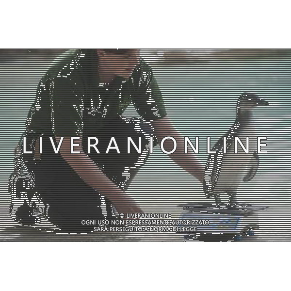 A penguin is being weighed and measured during the Annual weigh-in at ZSL London Zoo. Responsible for more than 16,000 animals, ZSL London ZooÍs keepers spend hours throughout the year recording the heights and weights of each and every animal, including penguins, meerkats, lions and owls. The measurements are then recorded into the Zoological Information Management System (ZIMS), where they can be shared with zoos across the world, which zoologists use to compare information on thousands of endangered species. ©photoshot/AGENZIA ALDO LIVERANI SAS - ITALY ONLY - Annuale operazione di pesatura e misurazione degli animali dello zoo di Londra 22 agosto 2012, Inghilterra necessario per essere registrati. Le misure sono raccolte nel sistema zoologico di gestione delle informazioni, per confrontare i dati su migliaia di specie in via di estinzione.