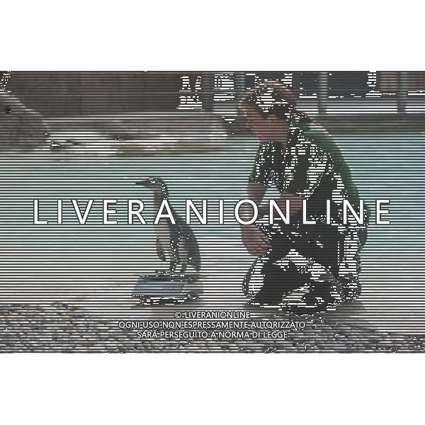 A penguin is being weighed and measured during the Annual weigh-in at ZSL London Zoo. Responsible for more than 16,000 animals, ZSL London Zooês keepers spend hours throughout the year recording the heights and weights of each and every animal, including penguins, meerkats, lions and owls. The measurements are then recorded into the Zoological Information Management System (ZIMS), where they can be shared with zoos across the world, which zoologists use to compare information on thousands of endangered species. ©photoshot/AGENZIA ALDO LIVERANI SAS - ITALY ONLY - Annuale operazione di pesatura e misurazione degli animali dello zoo di Londra 22 agosto 2012, Inghilterra necessario per essere registrati. Le misure sono raccolte nel sistema zoologico di gestione delle informazioni, per confrontare i dati su migliaia di specie in via di estinzione.