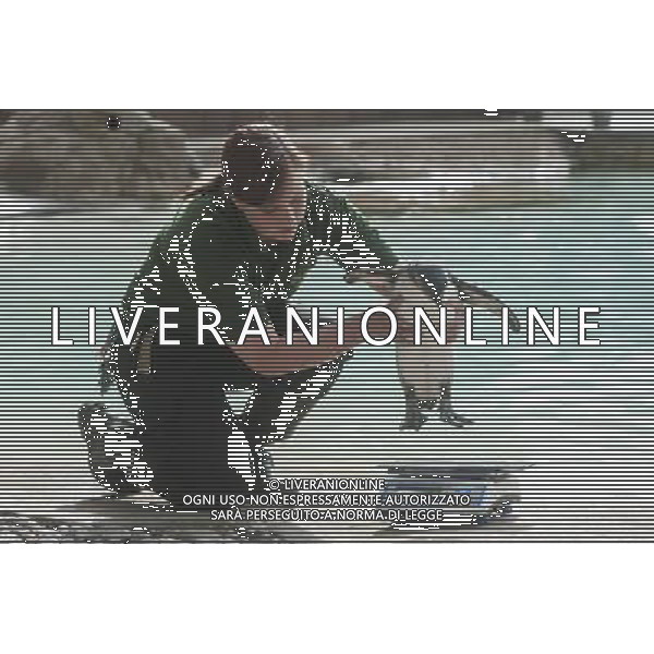 A penguin is being weighed and measured during the Annual weigh-in at ZSL London Zoo. Responsible for more than 16,000 animals, ZSL London Zooês keepers spend hours throughout the year recording the heights and weights of each and every animal, including penguins, meerkats, lions and owls. The measurements are then recorded into the Zoological Information Management System (ZIMS), where they can be shared with zoos across the world, which zoologists use to compare information on thousands of endangered species. ©photoshot/AGENZIA ALDO LIVERANI SAS - ITALY ONLY - Annuale operazione di pesatura e misurazione degli animali dello zoo di Londra 22 agosto 2012, Inghilterra necessario per essere registrati. Le misure sono raccolte nel sistema zoologico di gestione delle informazioni, per confrontare i dati su migliaia di specie in via di estinzione.