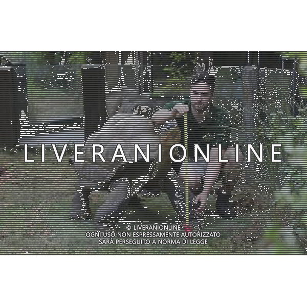 Zookeeper Grant Kother, at ZSL London Zoo, weighs and measures a giant tortoise during the zoo\'s annual weigh-in on August 22, 2012 in London, England. The height and mass of every animal in the zoo, of which there are over 16,000, needs to be recorded. The measurements are collated in the Zoological Information Management System, from which zoologists can use the data to compare information on thousands of endangered species. ©photoshot/AGENZIA ALDO LIVERANI SAS - ITALY ONLY - Annuale operazione di pesatura e misurazione degli animali dello zoo di Londra 22 agosto 2012, Inghilterra necessario per essere registrati. Le misure sono raccolte nel sistema zoologico di gestione delle informazioni, per confrontare i dati su migliaia di specie in via di estinzione.