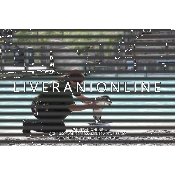 Zookeeper Vicky Fyson, at ZSL London Zoo, weighs and measures penguins during the zoo\'s annual weigh-in on August 22, 2012 in London, England. The height and mass of every animal in the zoo, of which there are over 16,000, needs to be recorded. The measurements are collated in the Zoological Information Management System, from which zoologists can use the data to compare information on thousands of endangered species. ©photoshot/AGENZIA ALDO LIVERANI SAS - ITALY ONLY - Annuale operazione di pesatura e misurazione degli animali dello zoo di Londra 22 agosto 2012, Inghilterra necessario per essere registrati. Le misure sono raccolte nel sistema zoologico di gestione delle informazioni, per confrontare i dati su migliaia di specie in via di estinzione.