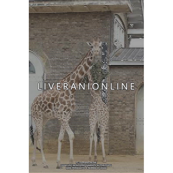 A zookeeper at ZSL London Zoo prepares to weigh and measure the giraffes during the zoo\'s annual weigh-in on August 22, 2012 in London, England. The height and mass of every animal in the zoo, of which there are over 16,000, needs to be recorded. The measurements are collated in the Zoological Information Management System, from which zoologists can use the data to compare information on thousands of endangered species. ©photoshot/AGENZIA ALDO LIVERANI SAS - ITALY ONLY - Annuale operazione di pesatura e misurazione degli animali dello zoo di Londra 22 agosto 2012, Inghilterra necessario per essere registrati. Le misure sono raccolte nel sistema zoologico di gestione delle informazioni, per confrontare i dati su migliaia di specie in via di estinzione.