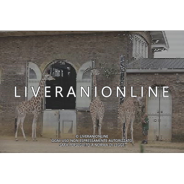 A zookeeper at ZSL London Zoo prepares to weigh and measure the giraffes during the zoo\'s annual weigh-in on August 22, 2012 in London, England. The height and mass of every animal in the zoo, of which there are over 16,000, needs to be recorded. The measurements are collated in the Zoological Information Management System, from which zoologists can use the data to compare information on thousands of endangered species. ©photoshot/AGENZIA ALDO LIVERANI SAS - ITALY ONLY - Annuale operazione di pesatura e misurazione degli animali dello zoo di Londra 22 agosto 2012, Inghilterra necessario per essere registrati. Le misure sono raccolte nel sistema zoologico di gestione delle informazioni, per confrontare i dati su migliaia di specie in via di estinzione.