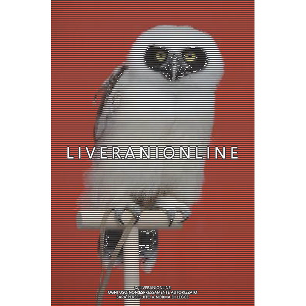 \'Elton\' the spectacled owl is weighed and measured during ZSL London Zoo\'s annual weigh-in on August 22, 2012 in London, England. The height and mass of every animal in the zoo, of which there are over 16,000, needs to be recorded. The measurements are collated in the Zoological Information Management System, from which zoologists can use the data to compare information on thousands of endangered species. ©photoshot/AGENZIA ALDO LIVERANI SAS - ITALY ONLY - Annuale operazione di pesatura e misurazione degli animali dello zoo di Londra 22 agosto 2012, Inghilterra necessario per essere registrati. Le misure sono raccolte nel sistema zoologico di gestione delle informazioni, per confrontare i dati su migliaia di specie in via di estinzione.