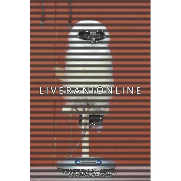 \'Elton\' the spectacled owl is weighed and measured during ZSL London Zoo\'s annual weigh-in on August 22, 2012 in London, England. The height and mass of every animal in the zoo, of which there are over 16,000, needs to be recorded. The measurements are collated in the Zoological Information Management System, from which zoologists can use the data to compare information on thousands of endangered species. ©photoshot/AGENZIA ALDO LIVERANI SAS - ITALY ONLY - Annuale operazione di pesatura e misurazione degli animali dello zoo di Londra 22 agosto 2012, Inghilterra necessario per essere registrati. Le misure sono raccolte nel sistema zoologico di gestione delle informazioni, per confrontare i dati su migliaia di specie in via di estinzione.