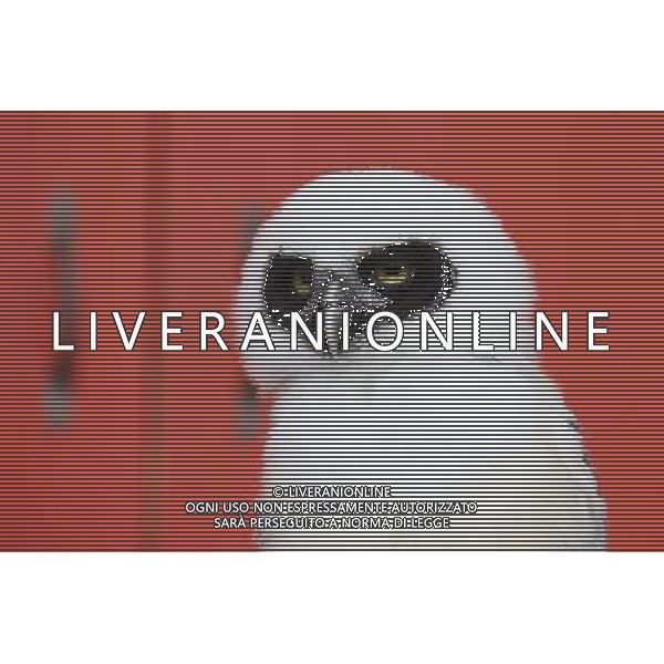 \'Elton\' the spectacled owl is weighed and measured during ZSL London Zoo\'s annual weigh-in on August 22, 2012 in London, England. The height and mass of every animal in the zoo, of which there are over 16,000, needs to be recorded. The measurements are collated in the Zoological Information Management System, from which zoologists can use the data to compare information on thousands of endangered species. ©photoshot/AGENZIA ALDO LIVERANI SAS - ITALY ONLY - Annuale operazione di pesatura e misurazione degli animali dello zoo di Londra 22 agosto 2012, Inghilterra necessario per essere registrati. Le misure sono raccolte nel sistema zoologico di gestione delle informazioni, per confrontare i dati su migliaia di specie in via di estinzione.