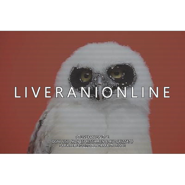 \'Elton\' the spectacled owl is weighed and measured during ZSL London Zoo\'s annual weigh-in on August 22, 2012 in London, England. The height and mass of every animal in the zoo, of which there are over 16,000, needs to be recorded. The measurements are collated in the Zoological Information Management System, from which zoologists can use the data to compare information on thousands of endangered species. ©photoshot/AGENZIA ALDO LIVERANI SAS - ITALY ONLY - Annuale operazione di pesatura e misurazione degli animali dello zoo di Londra 22 agosto 2012, Inghilterra necessario per essere registrati. Le misure sono raccolte nel sistema zoologico di gestione delle informazioni, per confrontare i dati su migliaia di specie in via di estinzione.