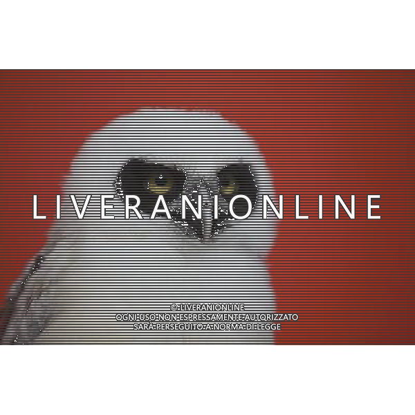 \'Elton\' the spectacled owl is weighed and measured during ZSL London Zoo\'s annual weigh-in on August 22, 2012 in London, England. The height and mass of every animal in the zoo, of which there are over 16,000, needs to be recorded. The measurements are collated in the Zoological Information Management System, from which zoologists can use the data to compare information on thousands of endangered species. ©photoshot/AGENZIA ALDO LIVERANI SAS - ITALY ONLY - Annuale operazione di pesatura e misurazione degli animali dello zoo di Londra 22 agosto 2012, Inghilterra necessario per essere registrati. Le misure sono raccolte nel sistema zoologico di gestione delle informazioni, per confrontare i dati su migliaia di specie in via di estinzione.