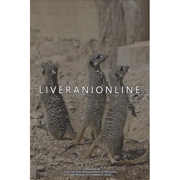 Meerkats are weighed and measured during the ZSL London Zoo \'s annual weigh-in on August 22, 2012 in London, England. The height and mass of every animal in the zoo, of which there are over 16,000, needs to be recorded. The measurements are collated in the Zoological Information Management System, from which zoologists can use the data to compare information on thousands of endangered species. ©photoshot/AGENZIA ALDO LIVERANI SAS - ITALY ONLY - Annuale operazione di pesatura e misurazione degli animali dello zoo di Londra 22 agosto 2012, Inghilterra necessario per essere registrati. Le misure sono raccolte nel sistema zoologico di gestione delle informazioni, per confrontare i dati su migliaia di specie in via di estinzione.