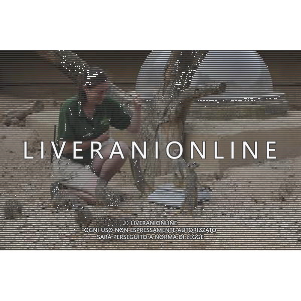 Meerkats are weighed and measured during the ZSL London Zoo \'s annual weigh-in on August 22, 2012 in London, England. The height and mass of every animal in the zoo, of which there are over 16,000, needs to be recorded. The measurements are collated in the Zoological Information Management System, from which zoologists can use the data to compare information on thousands of endangered species. ©photoshot/AGENZIA ALDO LIVERANI SAS - ITALY ONLY - Annuale operazione di pesatura e misurazione degli animali dello zoo di Londra 22 agosto 2012, Inghilterra necessario per essere registrati. Le misure sono raccolte nel sistema zoologico di gestione delle informazioni, per confrontare i dati su migliaia di specie in via di estinzione.