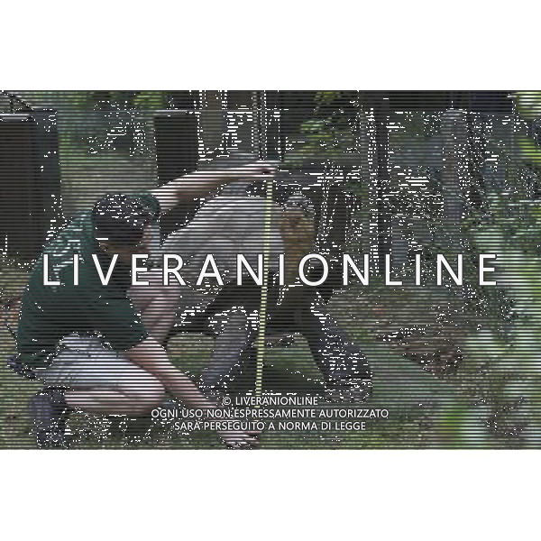 Zookeeper Grant Kother, at ZSL London Zoo, weighs and measures a giant tortoise during the zoo\'s annual weigh-in on August 22, 2012 in London, England. The height and mass of every animal in the zoo, of which there are over 16,000, needs to be recorded. The measurements are collated in the Zoological Information Management System, from which zoologists can use the data to compare information on thousands of endangered species. ©photoshot/AGENZIA ALDO LIVERANI SAS - ITALY ONLY - Annuale operazione di pesatura e misurazione degli animali dello zoo di Londra 22 agosto 2012, Inghilterra necessario per essere registrati. Le misure sono raccolte nel sistema zoologico di gestione delle informazioni, per confrontare i dati su migliaia di specie in via di estinzione.